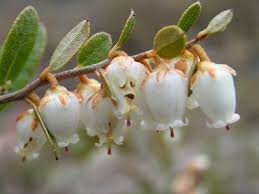 Attēlu rezultāti vaicājumam “Chamaedaphne calyculata leaf”