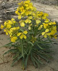 Attēlu rezultāti vaicājumam “Erysimum cheiranthoides fruit”
