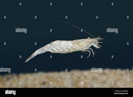 Attēlu rezultāti vaicājumam “Crangon crangon”