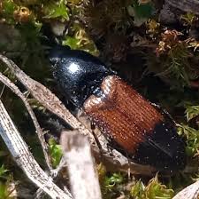 Attēlu rezultāti vaicājumam “Ampedus balteatus”