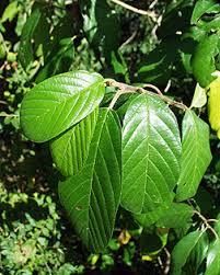 Attēlu rezultāti vaicājumam “Frangula alnus leaf”