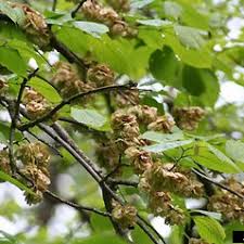 Attēlu rezultāti vaicājumam “Ulmus glabra flower”