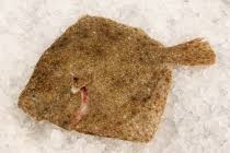 Image result for Scophthalmus maximus