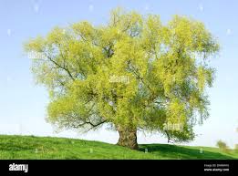 Attēlu rezultāti vaicājumam “Salix fragilis”