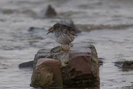 Attēlu rezultāti vaicājumam “Calidris maritima adult”
