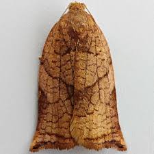 Attēlu rezultāti vaicājumam “Archips podana female”