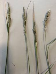 Attēlu rezultāti vaicājumam “Festuca arenaria”