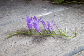 Image result for Campanula rapunculoides