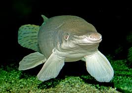 Image result for Atractosteus spatula