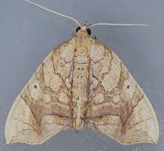 Attēlu rezultāti vaicājumam “Eulithis sp.”