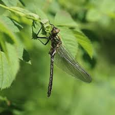 Attēlu rezultāti vaicājumam “Cordulia aenea”