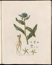 Attēlu rezultāti vaicājumam “Anchusa arvensis flower”