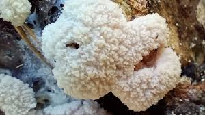 Attēlu rezultāti vaicājumam “Brefeldia maxima macro”