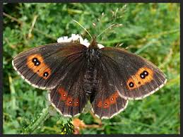 Attēlu rezultāti vaicājumam “Erebia aethiops underside”