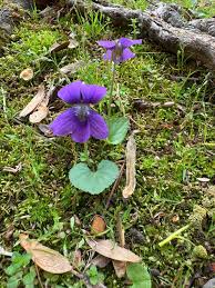 Attēlu rezultāti vaicājumam “Viola epipsila flower”