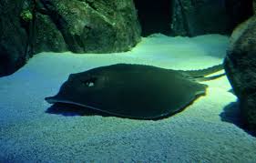 Image result for Bathytoshia centroura