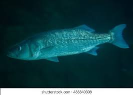 Image result for Chelon labrosus
