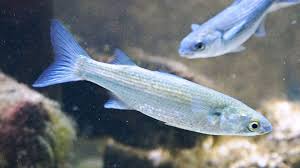 Image result for Clupea harengus