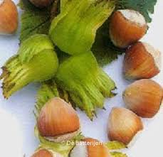 Attēlu rezultāti vaicājumam “Corylus avellana fruit”