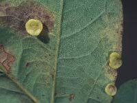 Attēlu rezultāti vaicājumam “Neuroterus albipes”