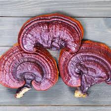 Attēlu rezultāti vaicājumam “Ganoderma lucidum”