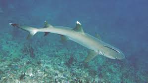 Image result for Triaenodon obesus