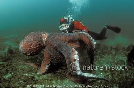 Image result for Enteroctopus dofleini
