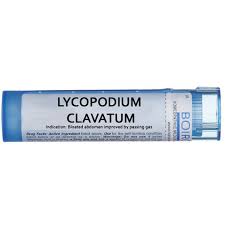 Attēlu rezultāti vaicājumam “Lycopodium clavatum”