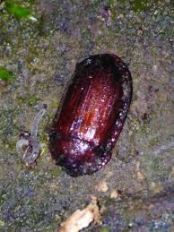 Attēlu rezultāti vaicājumam “Peltis grossa”