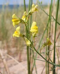 Attēlu rezultāti vaicājumam “Linaria loeselii fruit”