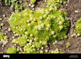 Attēlu rezultāti vaicājumam “Jovibarba globifera bud”