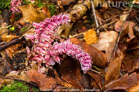 Attēlu rezultāti vaicājumam “Lathraea squamaria flower”