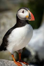 Image result for Fratercula arctica