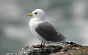 Attēlu rezultāti vaicājumam “Rissa tridactyla”