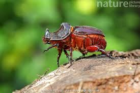 Attēlu rezultāti vaicājumam “Oryctes nasicornis”