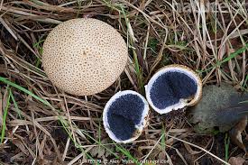 Attēlu rezultāti vaicājumam “Scleroderma citrinum”