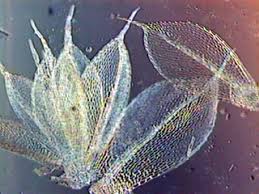 Attēlu rezultāti vaicājumam “Bryum pallescens”