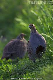 Attēlu rezultāti vaicājumam “Perdix perdix adult”