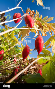 Attēlu rezultāti vaicājumam “Podophyllum hexandrum fruit”