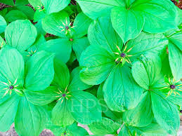 Attēlu rezultāti vaicājumam “Paris quadrifolia”