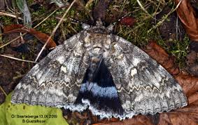 Attēlu rezultāti vaicājumam “Catocala fraxini”