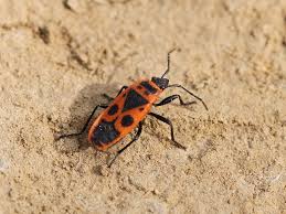 Attēlu rezultāti vaicājumam “Pyrrhocoris apterus nymph”