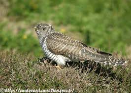 Attēlu rezultāti vaicājumam “Cuculus canorus juvenile”
