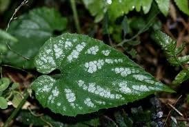 Attēlu rezultāti vaicājumam “Thladiantha dubia leaf”
