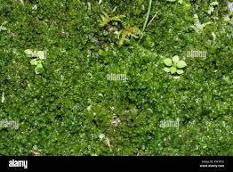 Attēlu rezultāti vaicājumam “Blasia pusilla”