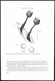 Attēlu rezultāti vaicājumam “Licea minima sessile”