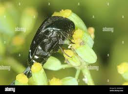 Attēlu rezultāti vaicājumam “Mordella sp.”