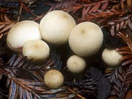 Attēlu rezultāti vaicājumam “Lycoperdon pyriforme young”