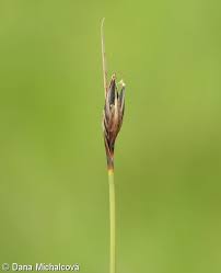 Attēlu rezultāti vaicājumam “Schoenus ferrugineus”