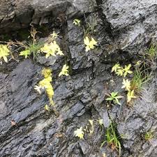 Attēlu rezultāti vaicājumam “Pinguicula vulgaris leaf”